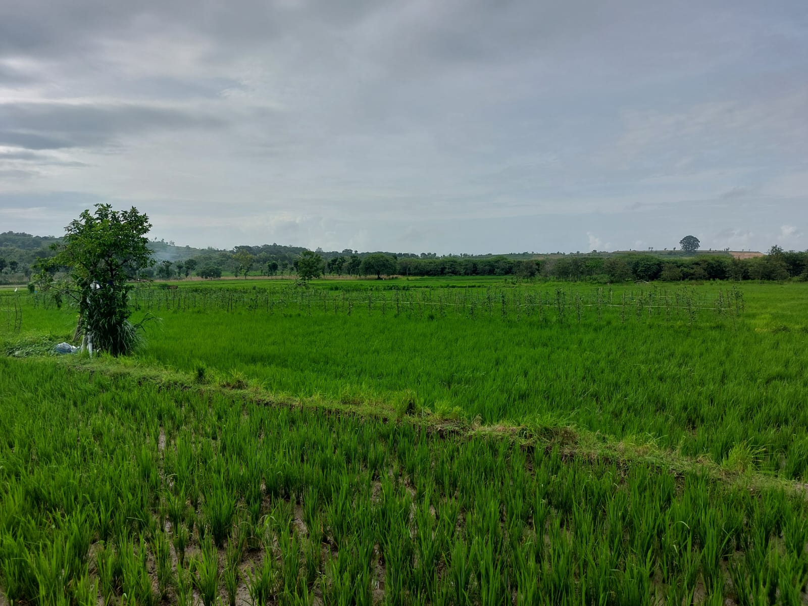 Peta Penggunaan Lahan Desa Mliwang